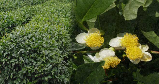 Crni Čaj - Zeleni Čaj