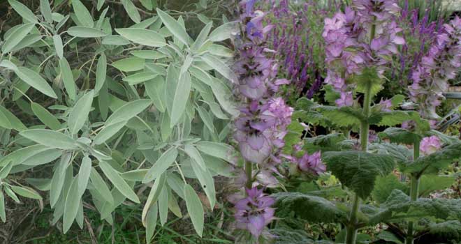 Ljekovita Kadulja - Muškatna Kadulja