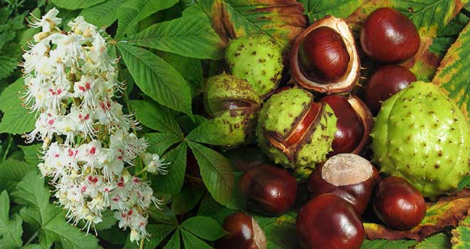 Obični Divlji Kesten