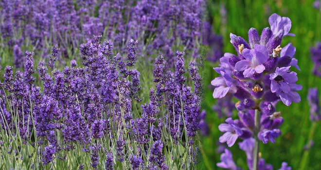Lavanda
