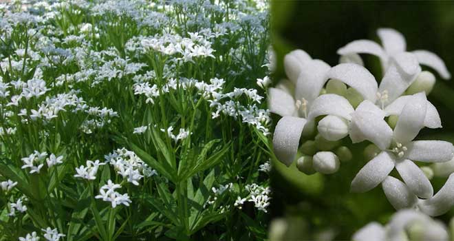 Ljekovita Lazarkinja