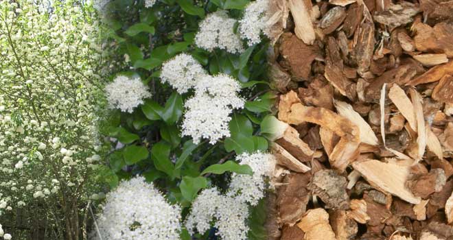 Šljivolisna Udikovina